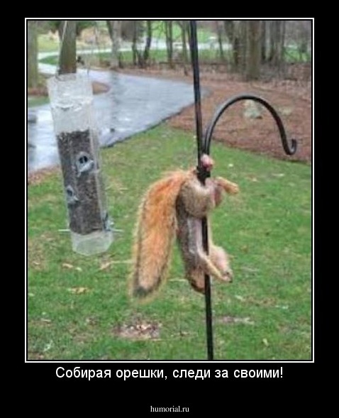 Собирая орешки, следи за своими!