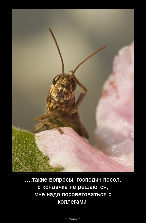 ....такие вопросы, господин посол, с кондачка не решаются, мне надо посоветоваться с коллегами