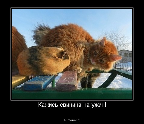 Кажись свинина на ужин!