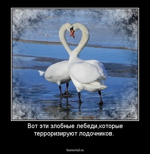 Вот эти злобные лебеди,которые терроризируют лодочников.