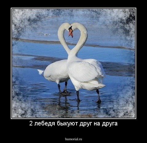 2 лебедя быкуют друг на друга
