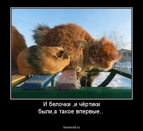 И белочки ,и чёртики были,а такое впервые..