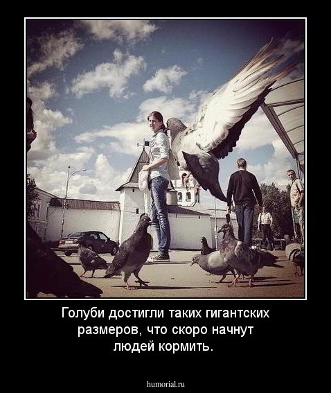 Голуби достигли таких гигантских размеров,  что скоро начнут людей кормить.