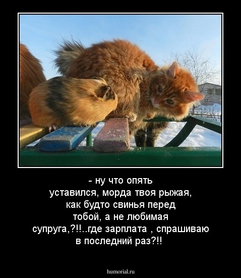 - ну что опять уставился, морда твоя рыжая, как будто свинья перед тобой, а не любимая супруга,?!!..где зарплата , спрашиваю в последний раз?!!
