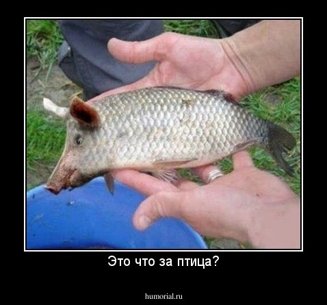 Это что за птица?