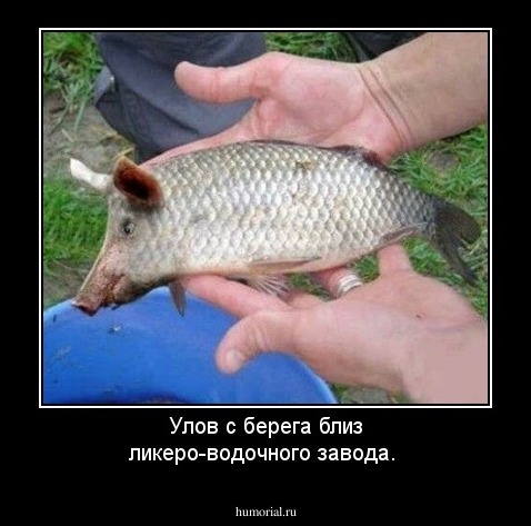 Улов с берега близ ликеро-водочного завода.