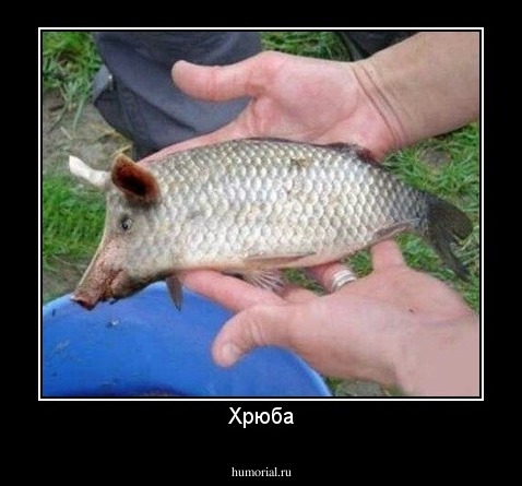 Хрюба