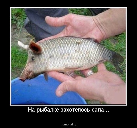 На рыбалке захотелось сала...