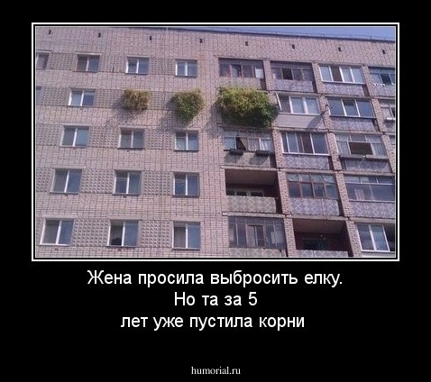 Жена просила выбросить елку. Но та за 5 лет уже пустила корни