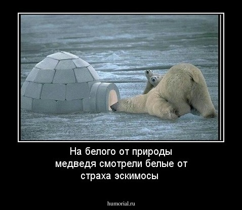На белого от природы медведя смотрели белые от страха эскимосы