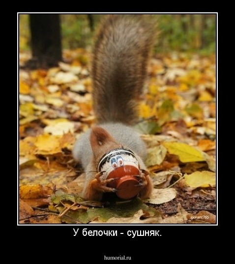 У белочки - сушняк.