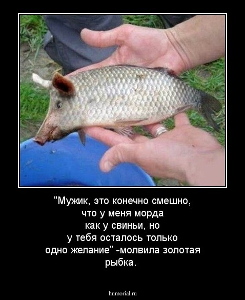 "Мужик, это конечно смешно, что у меня морда как у свиньи, но у тебя осталось только одно желание" -молвила золотая рыбка.