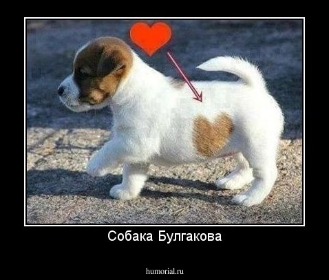Собака Булгакова