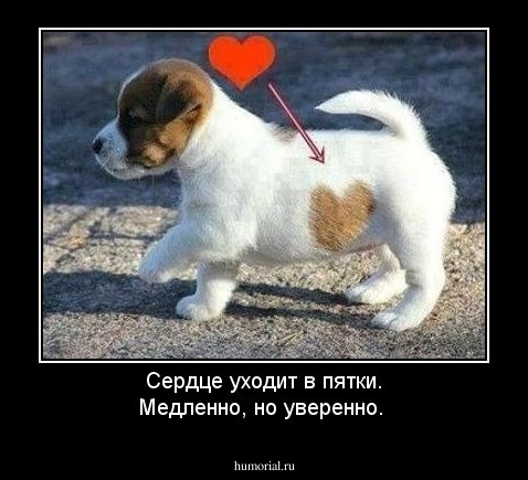 Сердце уходит в пятки. Медленно, но уверенно.