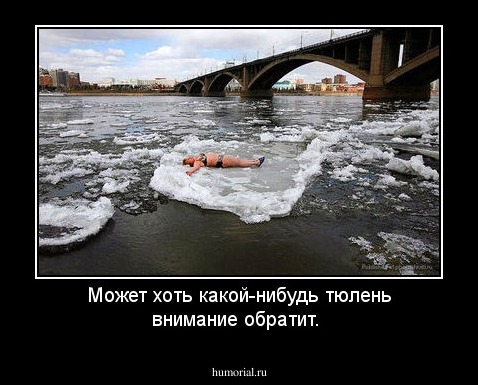 Может хоть какой-нибудь тюлень внимание  обратит.