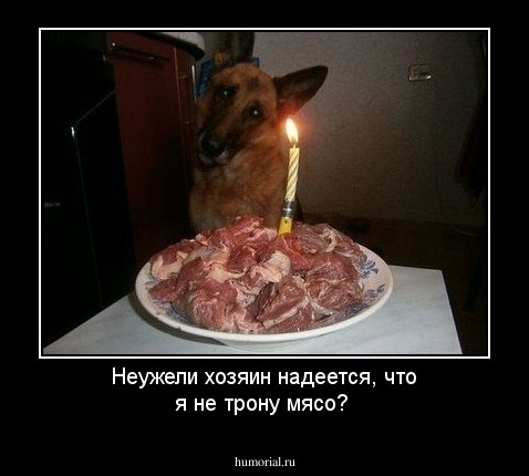 Неужели хозяин надеется, что я не трону мясо?