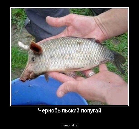 Чернобыльский попугай
