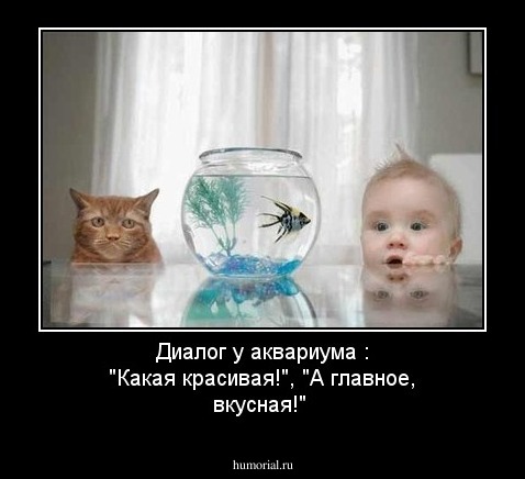Диалог у аквариума : "Какая красивая!", "А главное, вкусная!"