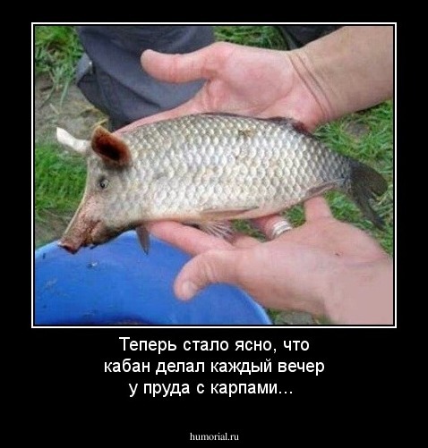 Теперь стало ясно, что кабан делал каждый вечер у пруда с карпами...
