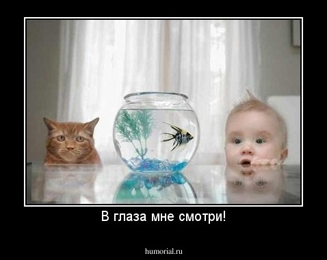 В глаза мне смотри!