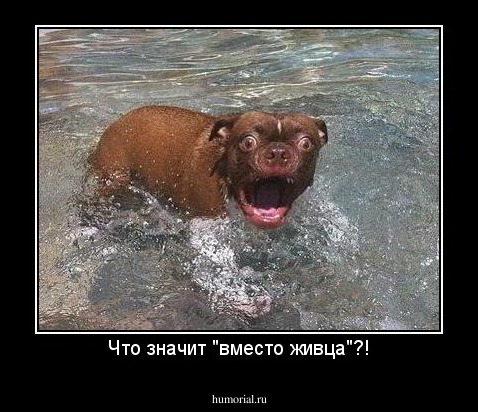 Что значит "вместо живца"?!