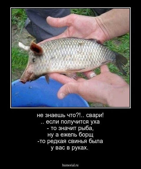не знаешь что?!.. свари! .. если получится уха - то значит рыба, ну а ежель борщ -то редкая свинья была у вас в руках.
