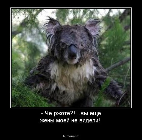 - Че ржоте?!!..вы еще жены моей не видели!