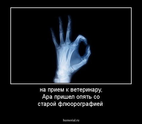  на прием к ветеринару, Ара пришел опять  со  старой флюорографией 