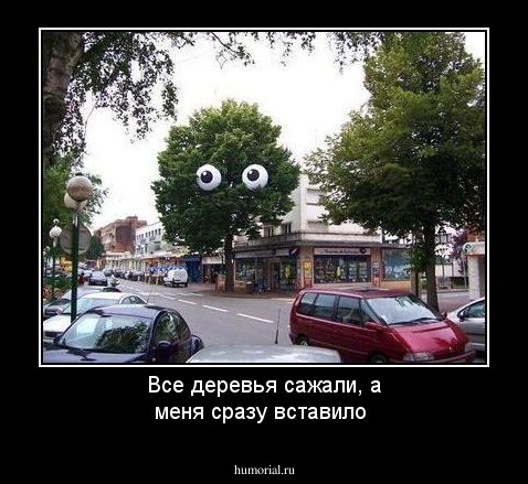 Все деревья сажали, а меня сразу вставило