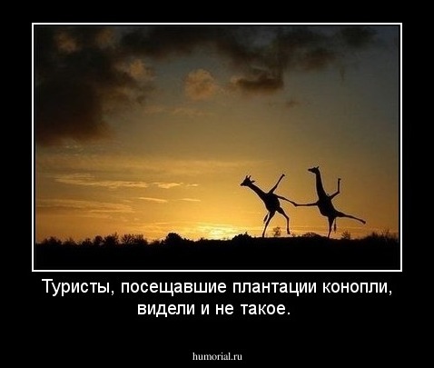 Туристы, посещавшие плантации конопли, видели и не такое. 