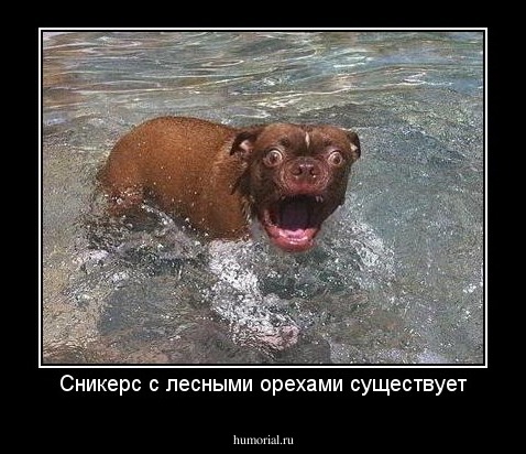 Сникерс с лесными орехами существует