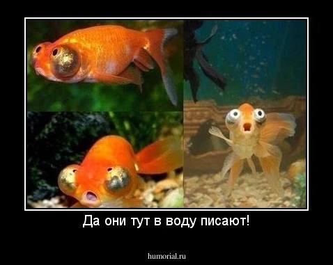 Да они тут в воду писают!