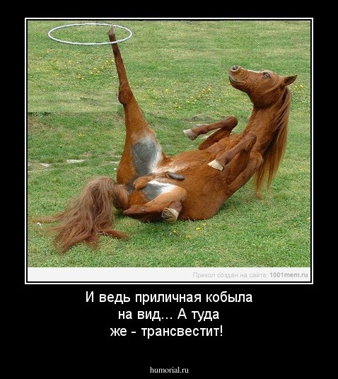 И ведь приличная кобыла на вид... А туда же - трансвестит!
