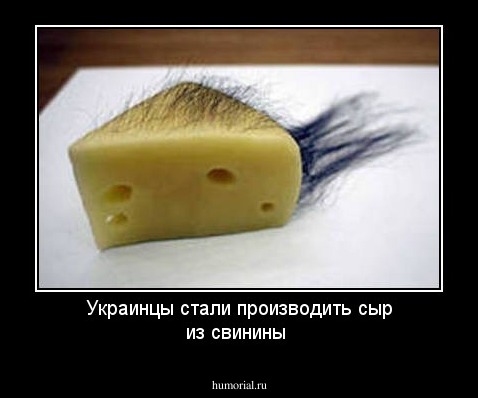 Украинцы стали производить сыр из свинины 