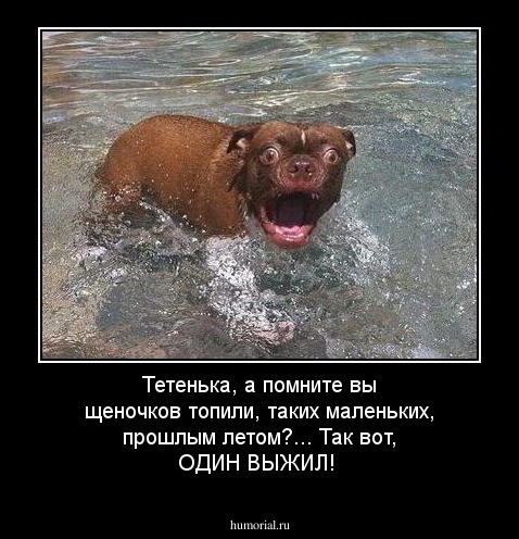 Тетенька, а помните вы щеночков топили, таких маленьких, прошлым летом?... Так вот, ОДИН ВЫЖИЛ!