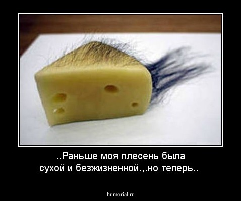 ..Раньше моя плесень была сухой и безжизненной.,.но теперь..