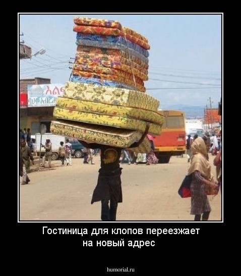 Гостиница для клопов переезжает на новый адрес