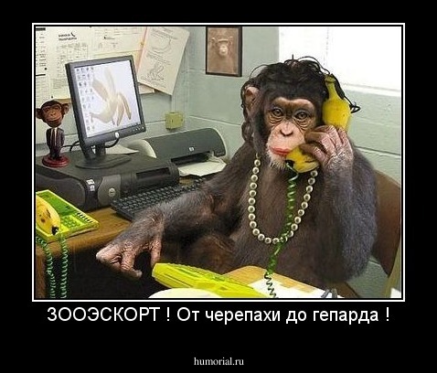 ЗООЭСКОРТ ! От черепахи до гепарда !