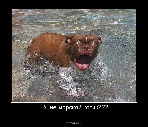- Я не морской котик???