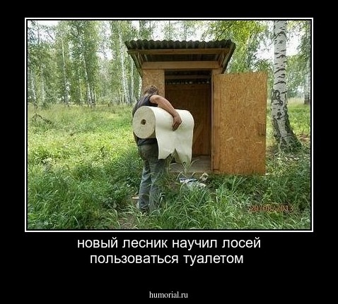 новый лесник научил лосей пользоваться туалетом