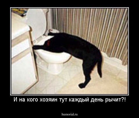 И на кого хозяин тут каждый день рычит?!