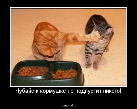 Чубайс к кормушке не подпустит никого!