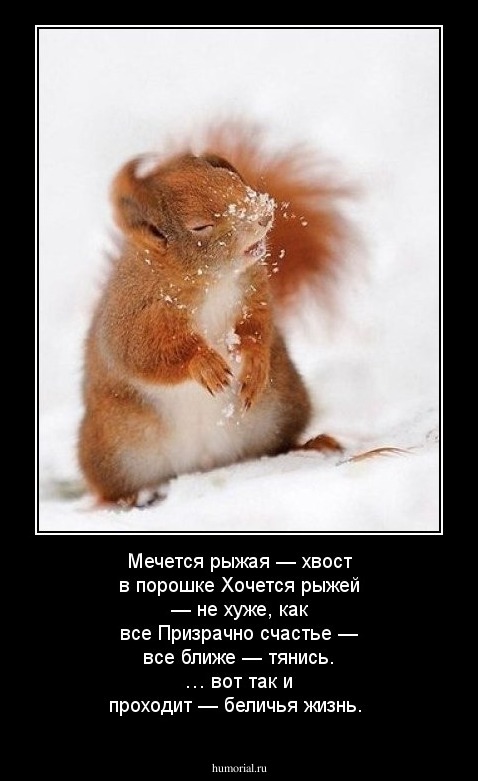 Мечется рыжая — хвост в порошке
Хочется рыжей — не хуже, как все
Призрачно счастье — все ближе — тянись.
… вот так и проходит — беличья жизнь.
