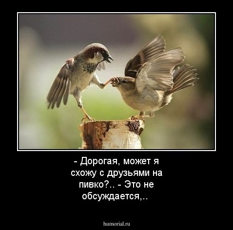 - Дорогая, может я схожу с друзьями на пивко?..
- Это не обсуждается,..