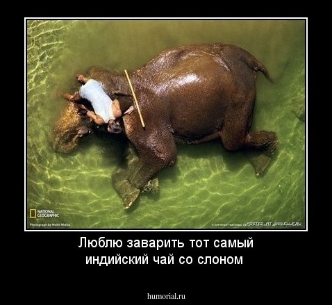 Люблю заварить тот самый индийский чай со слоном