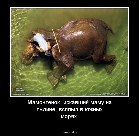 Мамонтенок, искавший маму на льдине, всплыл в южных морях
