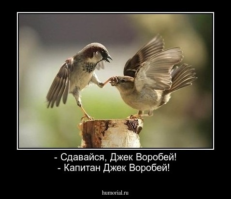 - Сдавайся, Джек Воробей! - Капитан Джек Воробей!  