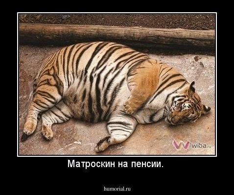 Матроскин на пенсии.











