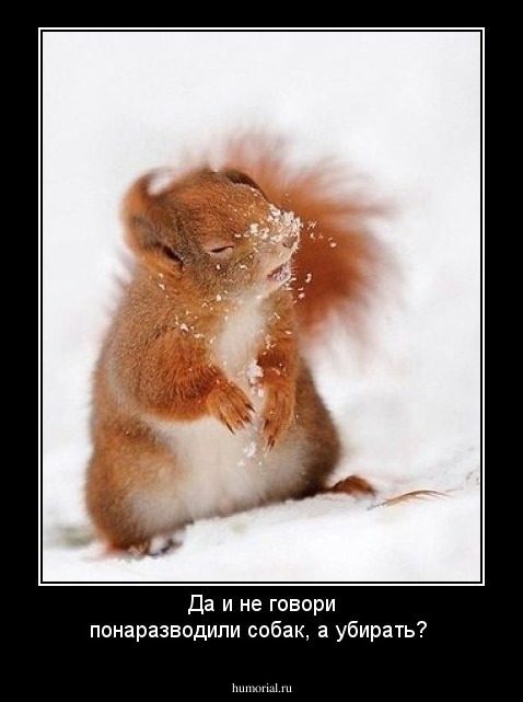 Да и не говори понаразводили собак, а убирать?