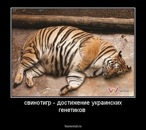 свинотигр - достижение украинских генетиков 